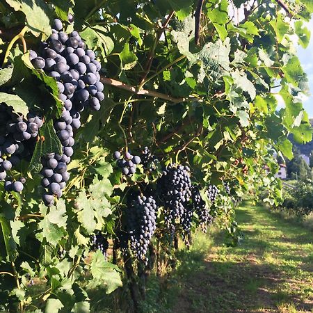 8 Grappoli Agritur Βίλα Τρέντο Εξωτερικό φωτογραφία