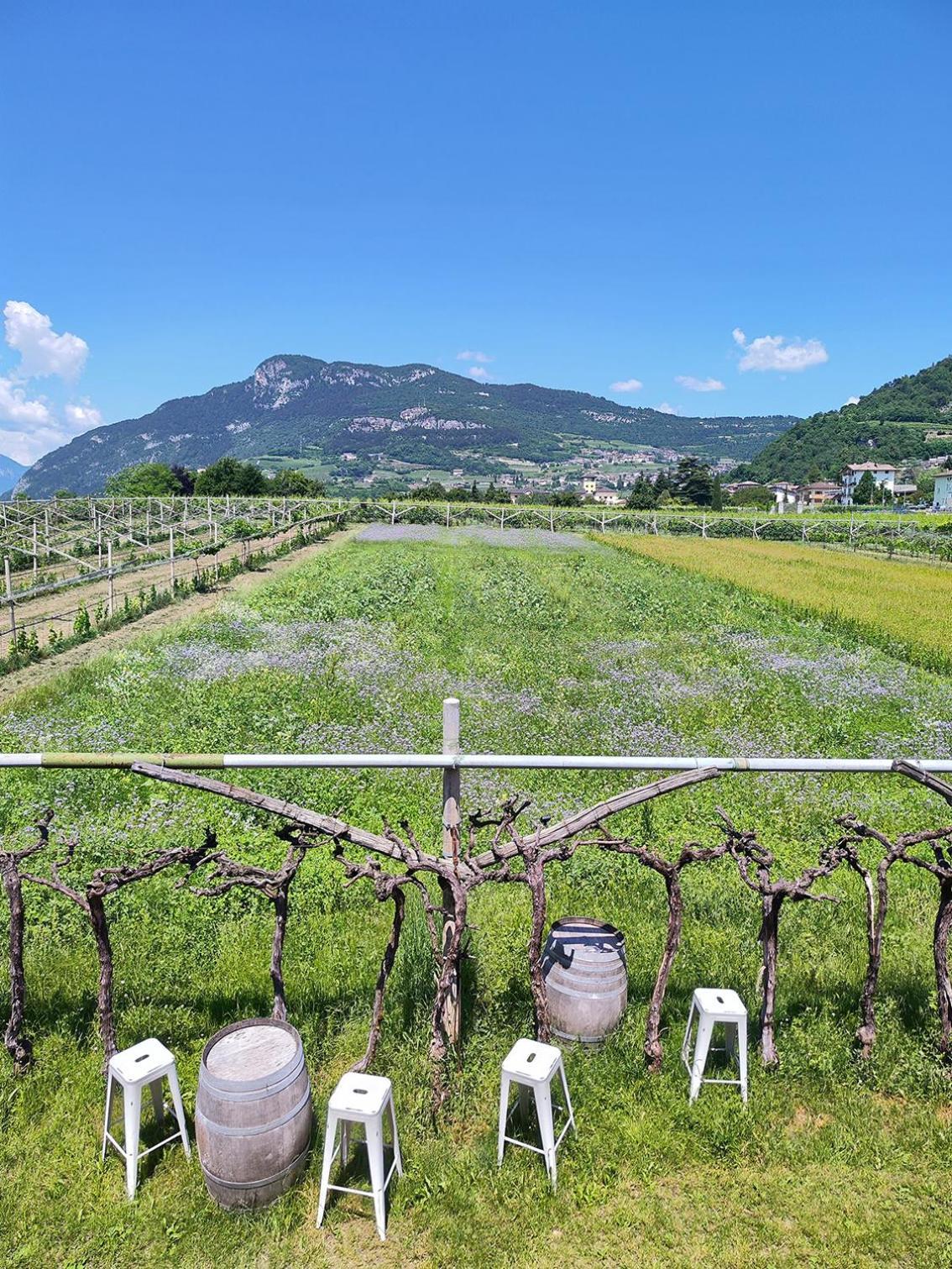 8 Grappoli Agritur Βίλα Τρέντο Εξωτερικό φωτογραφία