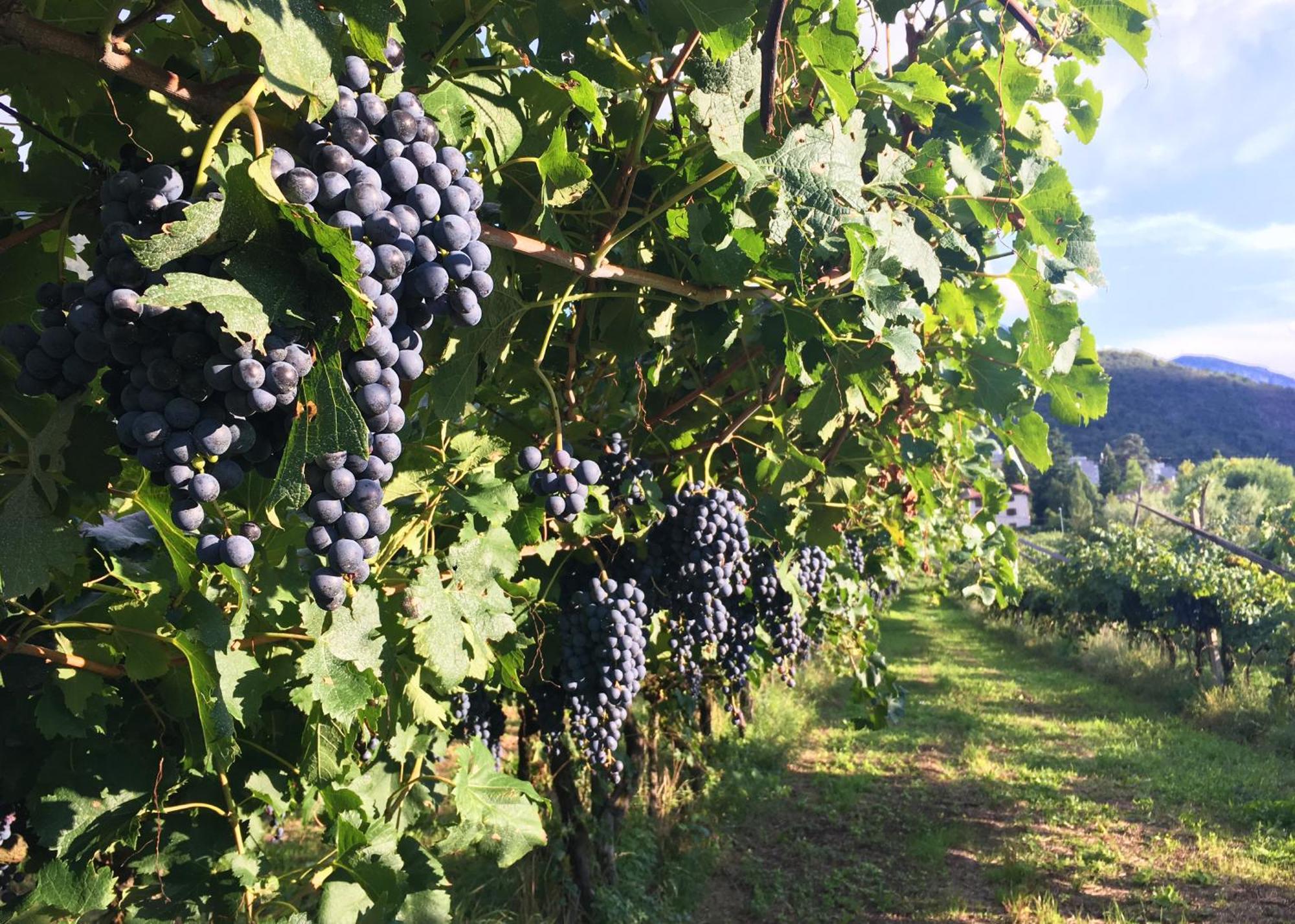 8 Grappoli Agritur Βίλα Τρέντο Εξωτερικό φωτογραφία