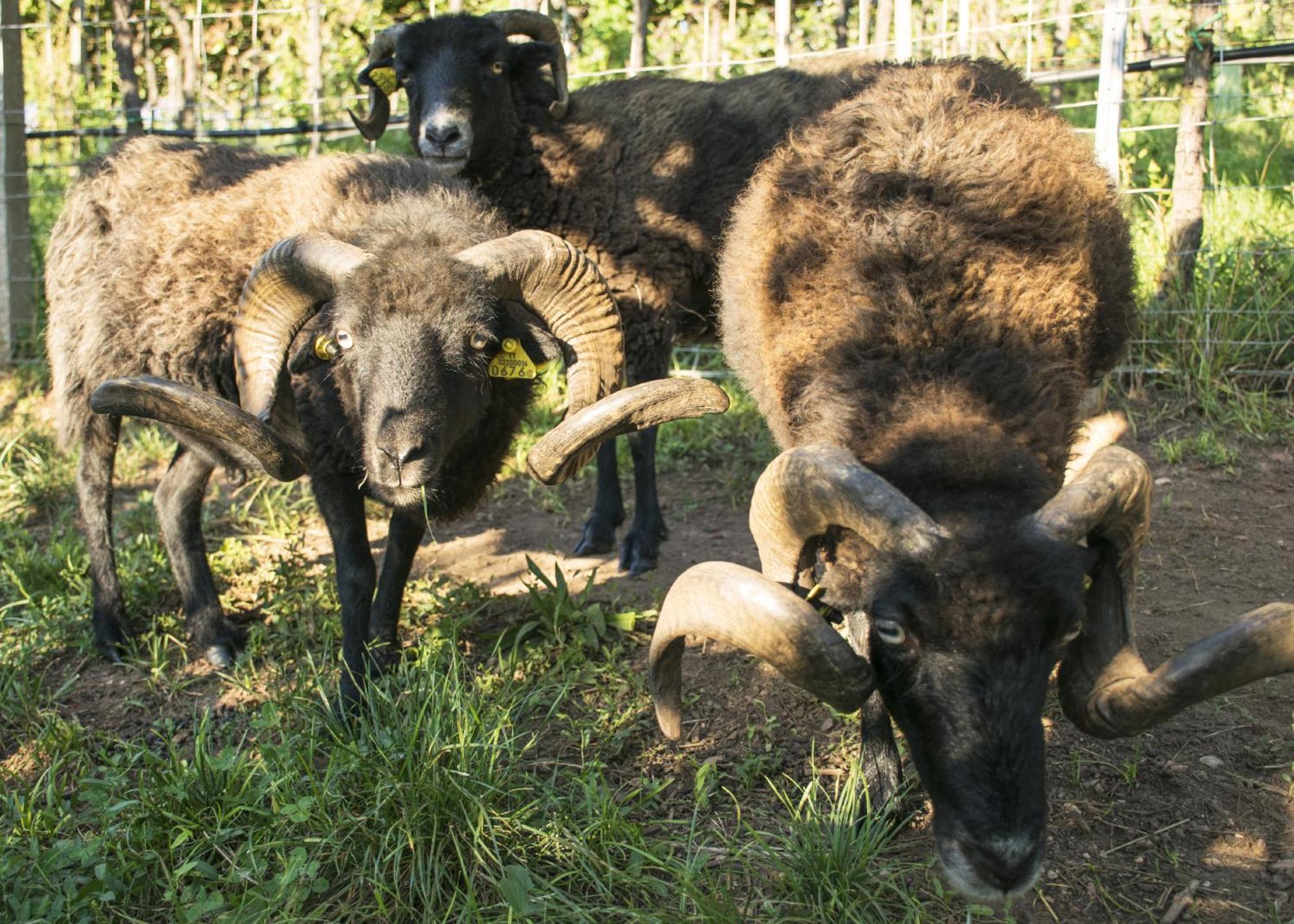 8 Grappoli Agritur Βίλα Τρέντο Εξωτερικό φωτογραφία