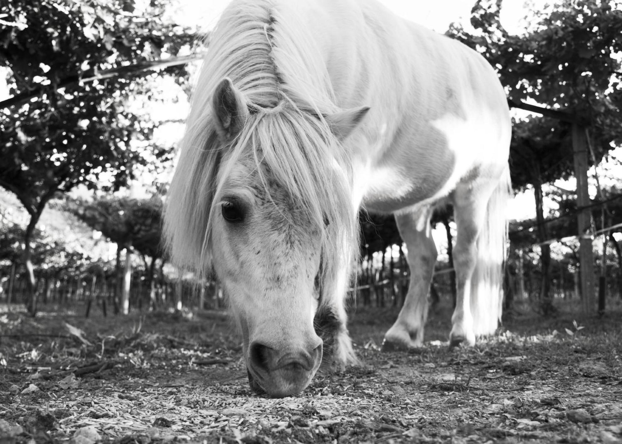 8 Grappoli Agritur Βίλα Τρέντο Εξωτερικό φωτογραφία